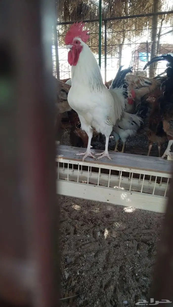 ديوك فرنسي بيور 5 6