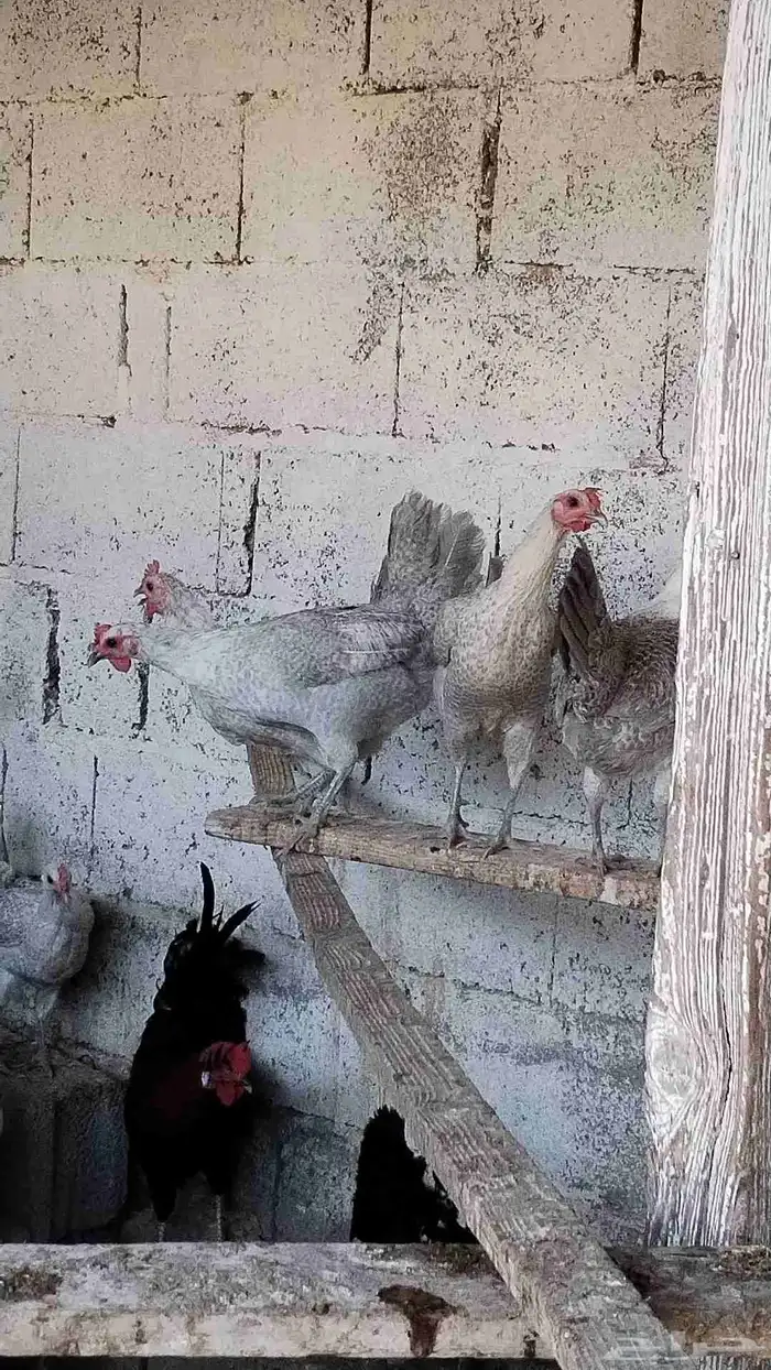 دجاج فيومي 3