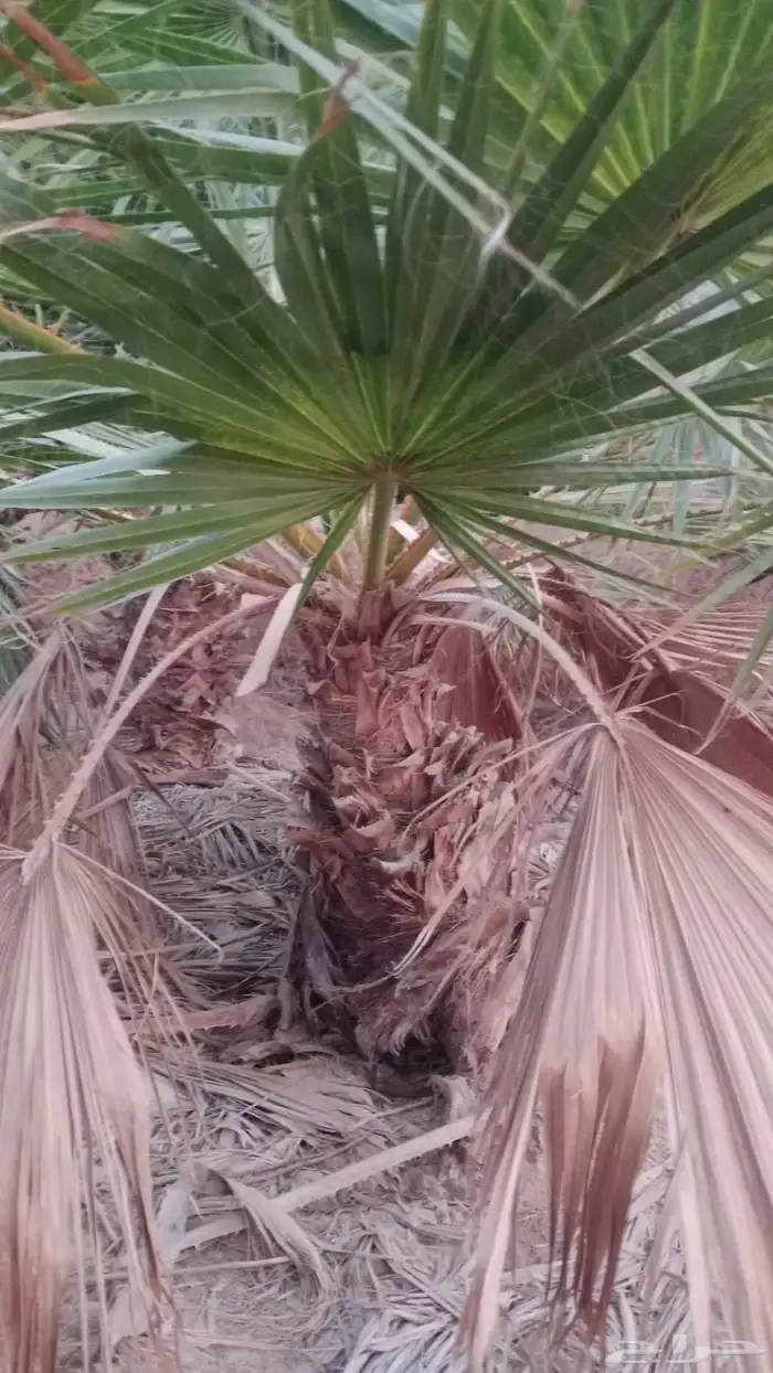 يوجد لدينا جميع انواع الواشنطن ابيض اسود غرص اسود مروحه 4