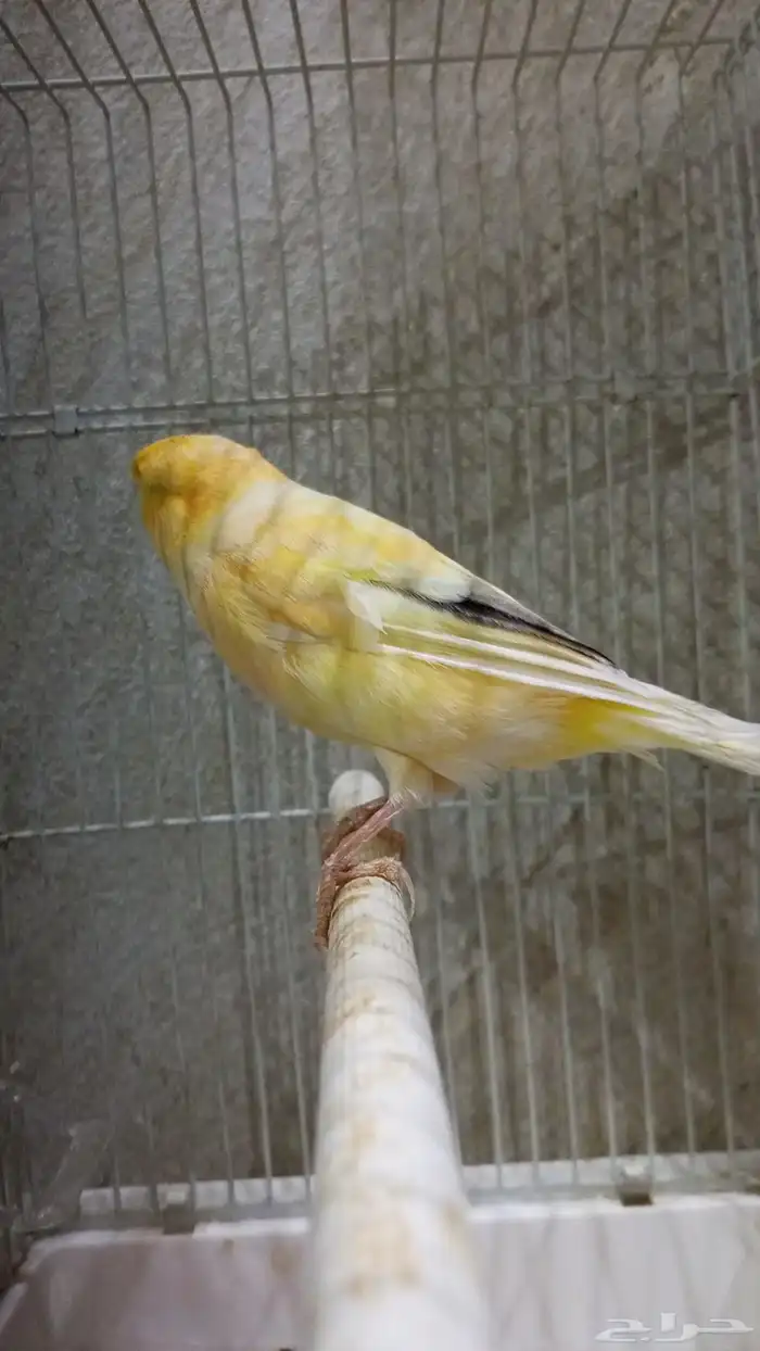 للبيع دكر كناري ايراني همداني جاهز السعر عرض 170 بس اليوم 0