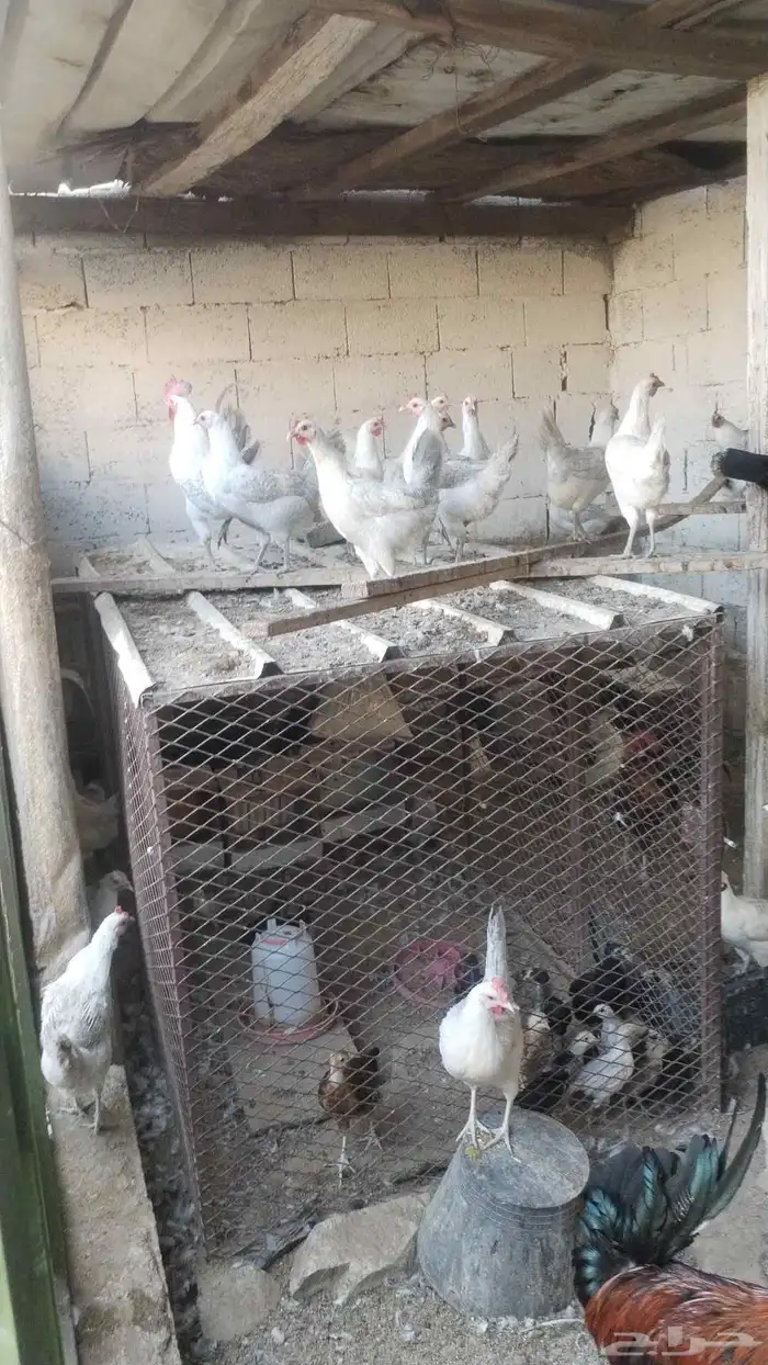 دجاج فيومي 0