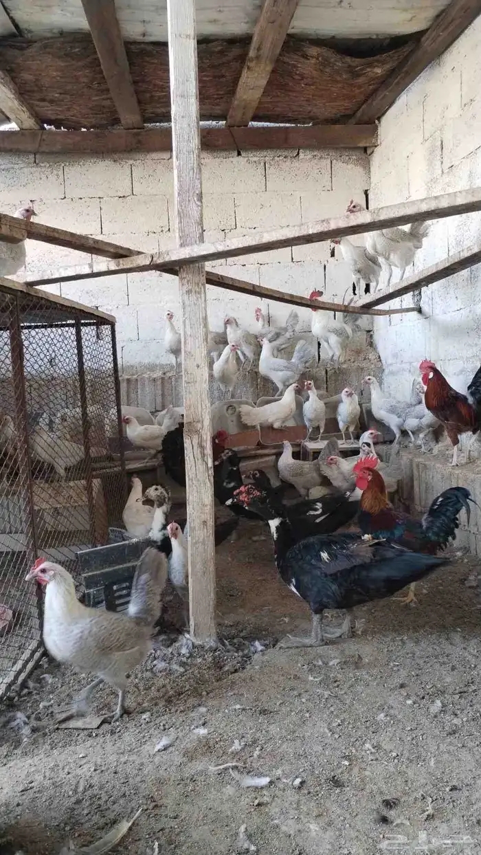 دجاج فيومي 2