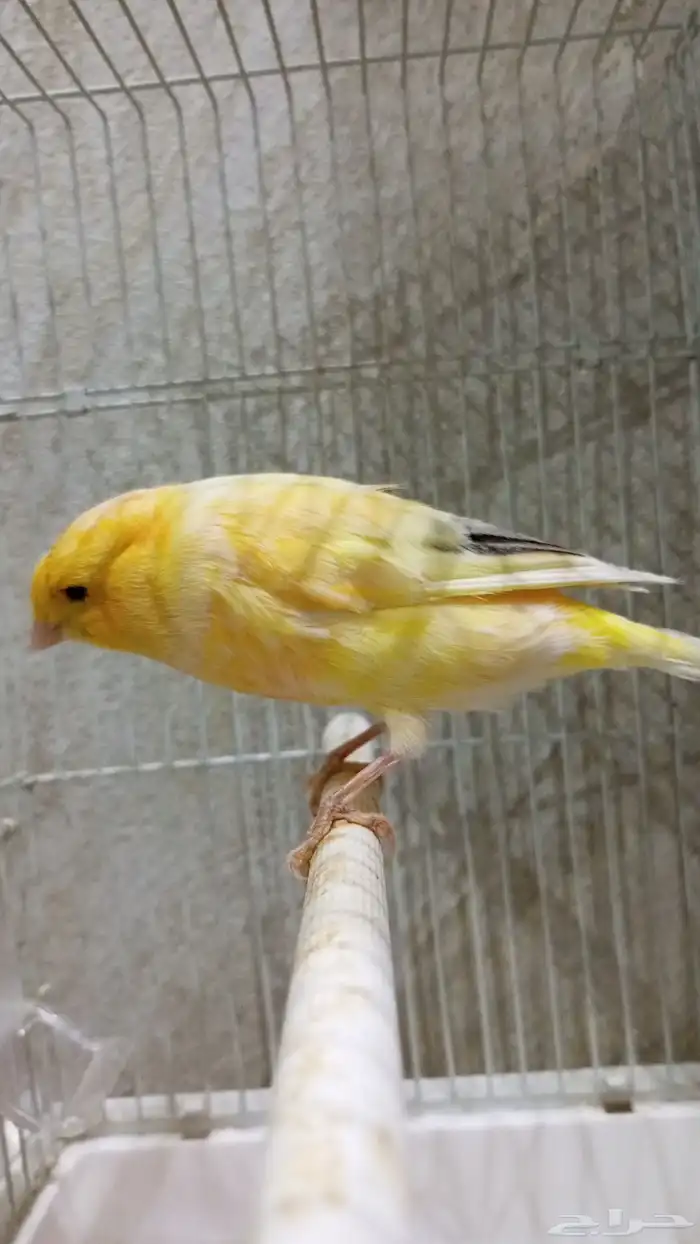 للبيع دكر كناري ايراني همداني جاهز السعر عرض 170 بس اليوم 2