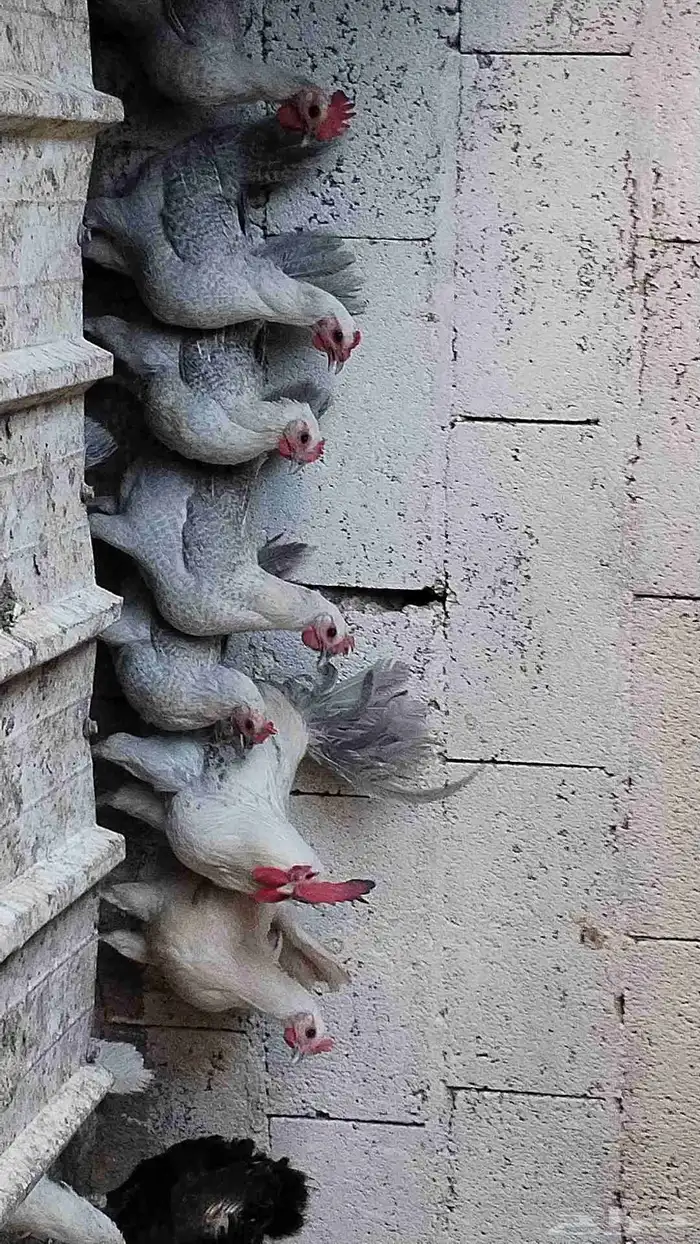 دجاج فيومي 4