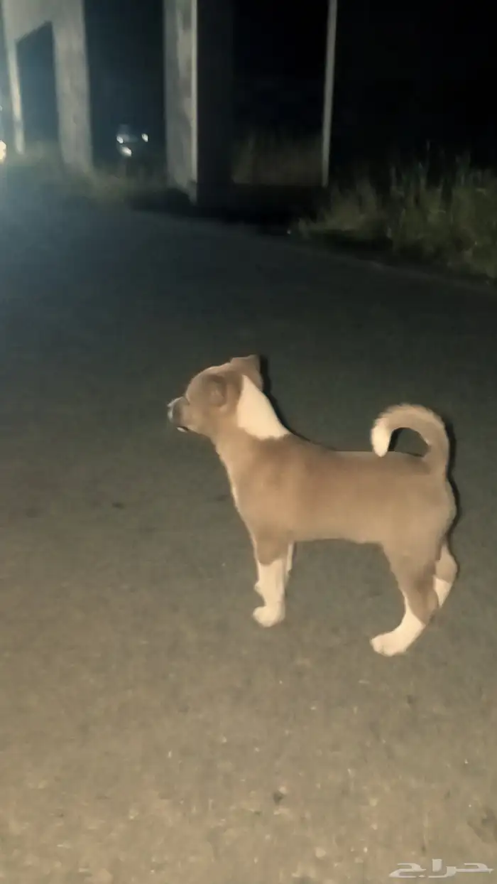 جرو عنيف صالح للحراسه 0