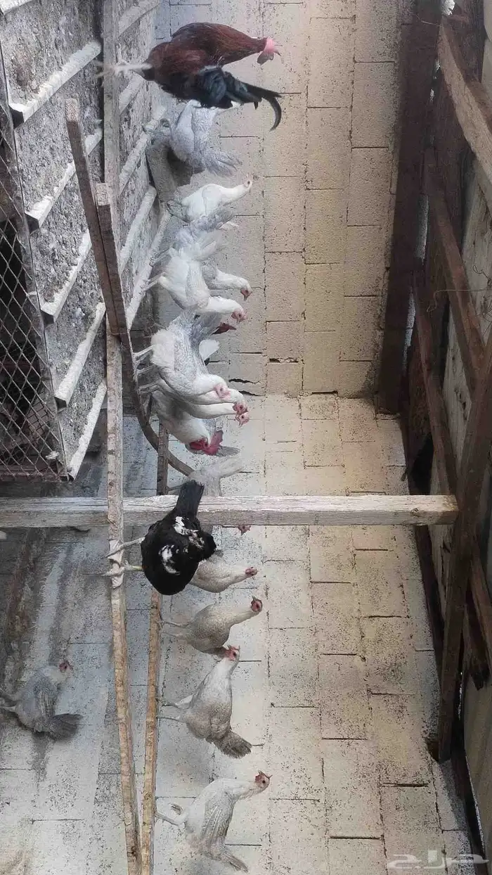 دجاج فيومي 1