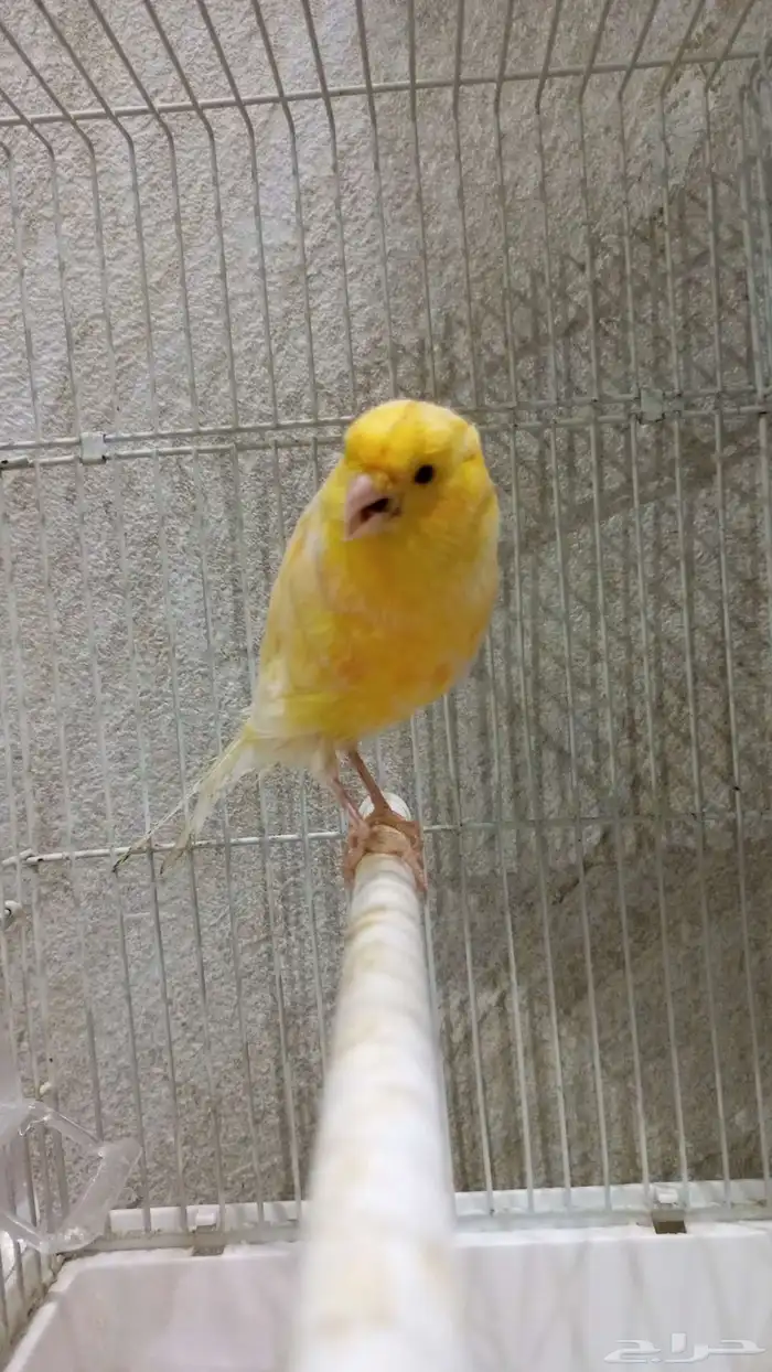 للبيع دكر كناري ايراني همداني جاهز السعر عرض 170 بس اليوم 1