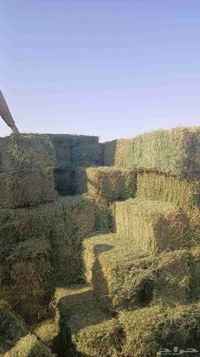 متزفر الان بتبوك برسيم صافي شد 75 الى 85 8