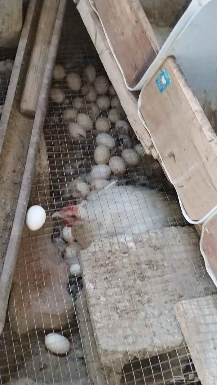 دجاج فيومي 6