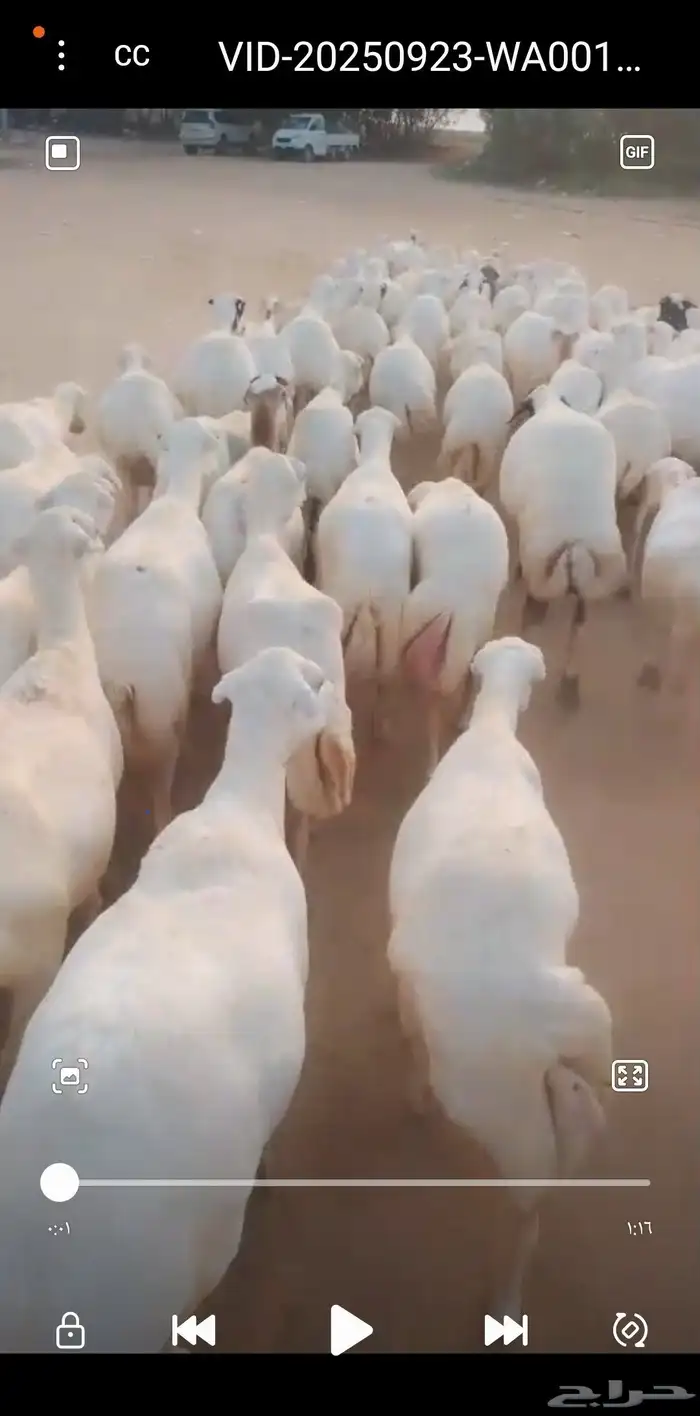 يوجد لدينا ضان رفيديات للبيع العدد 100راس دوافع مضاريع 2