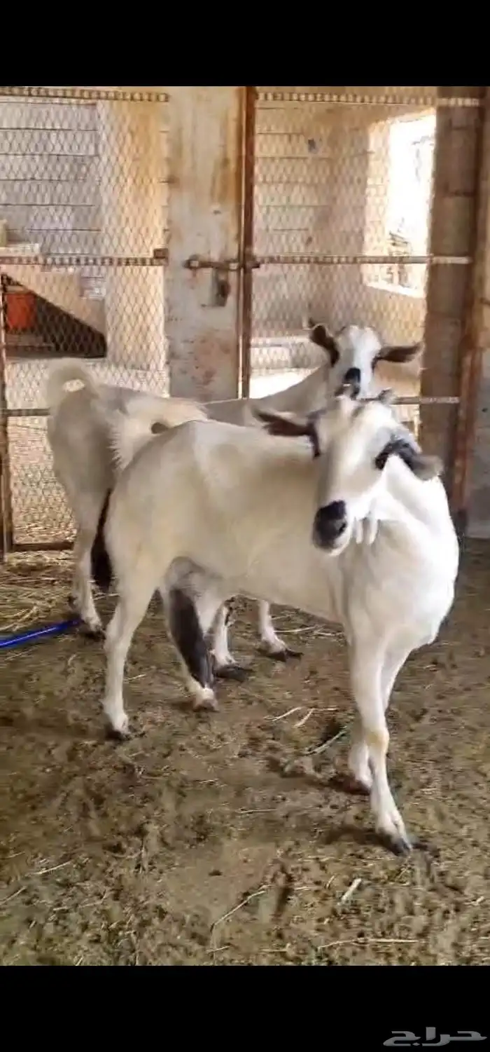 بيشيات جروم ودفيع 4