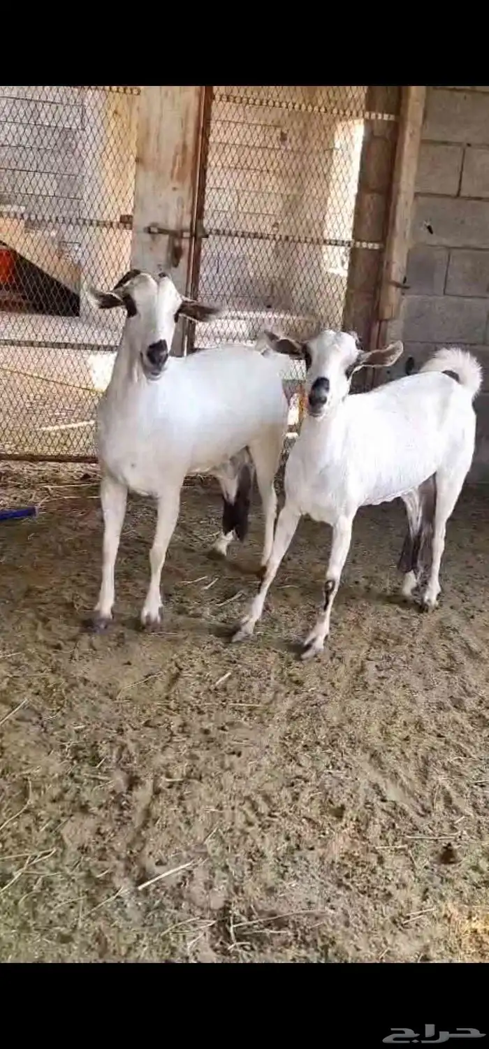 بيشيات جروم ودفيع 0