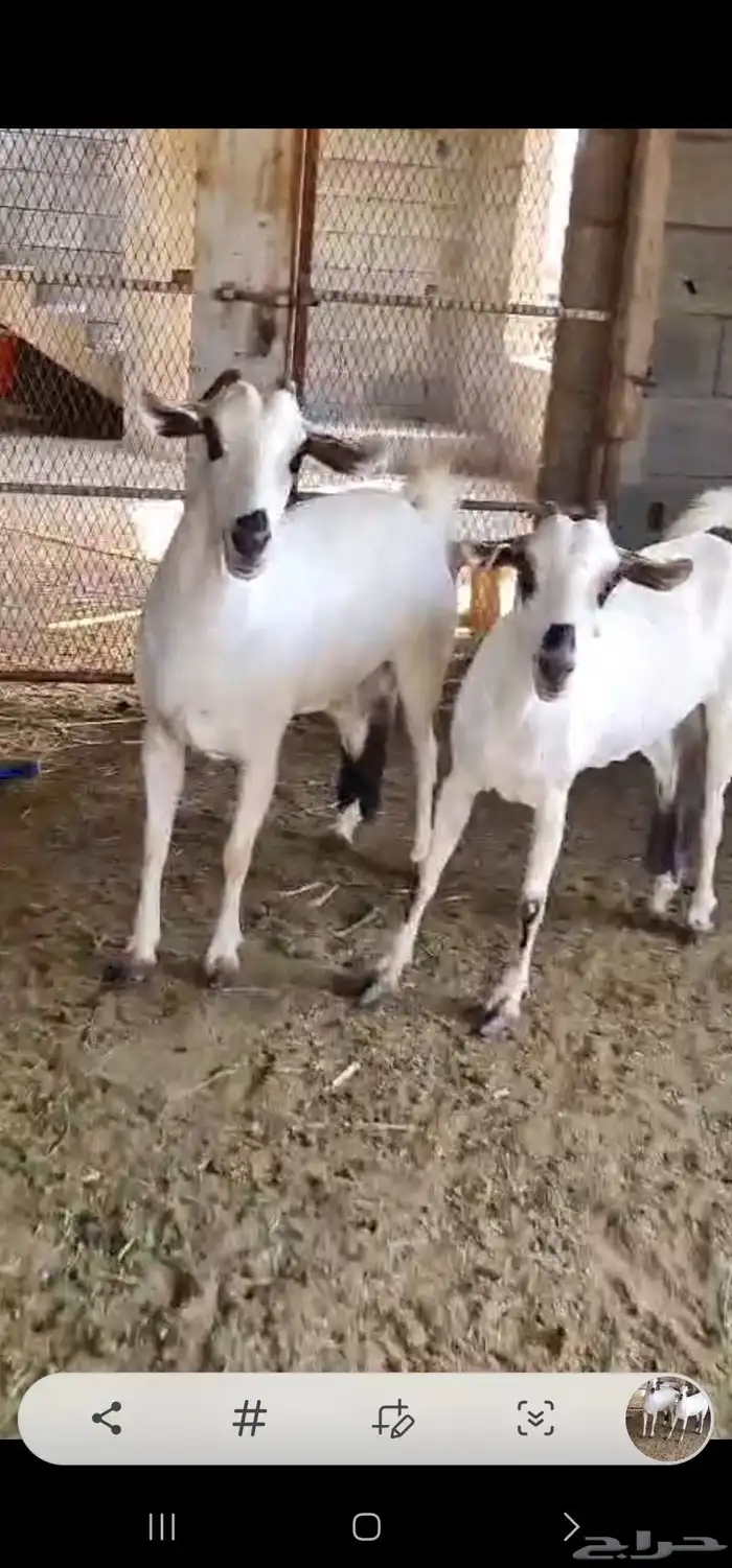 بيشيات جروم ودفيع 1