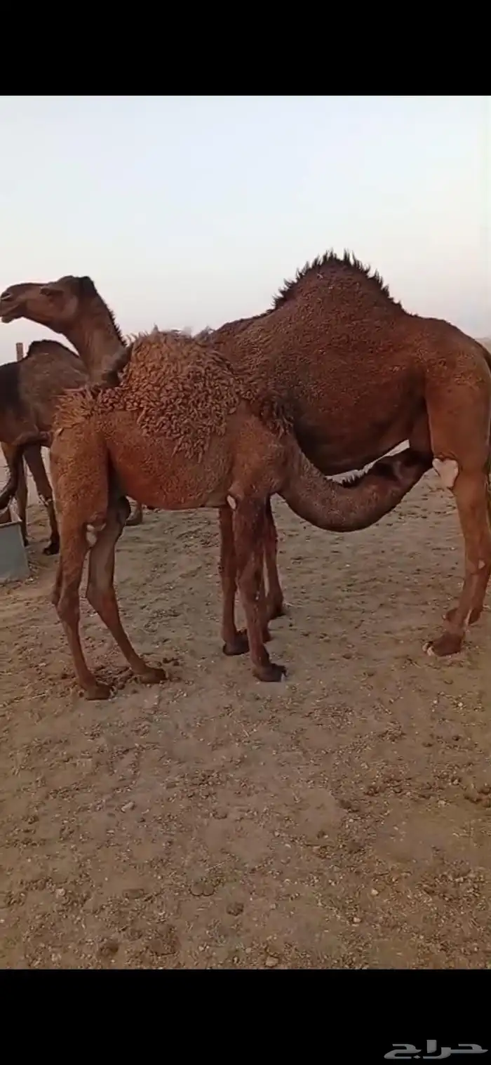 حاشي قصب قعود 0