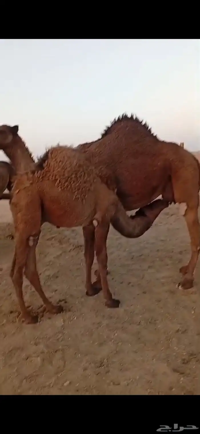 حاشي قصب قعود 3