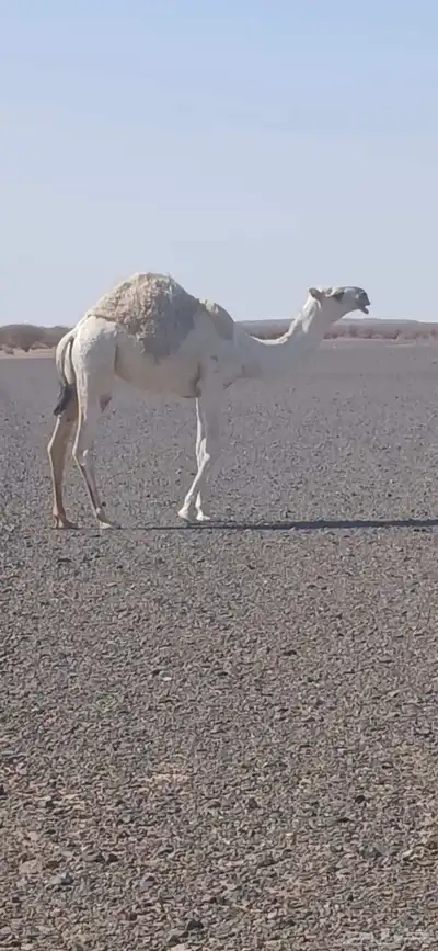 عشرا للبيع index