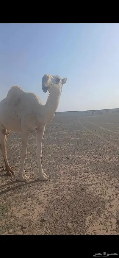 عشرا للبيع index