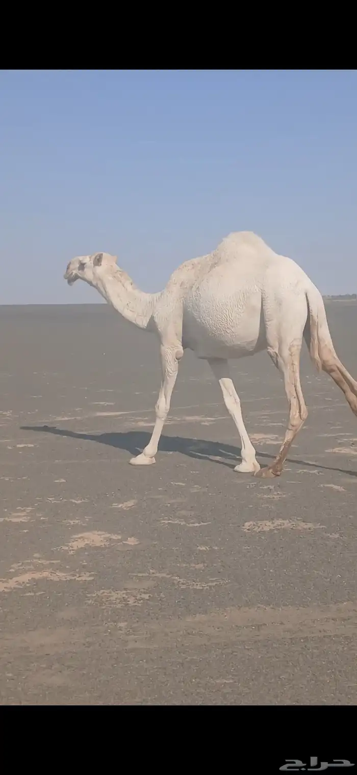 للبيع لقيه صاهوديه. وحواره حيسونيه 2