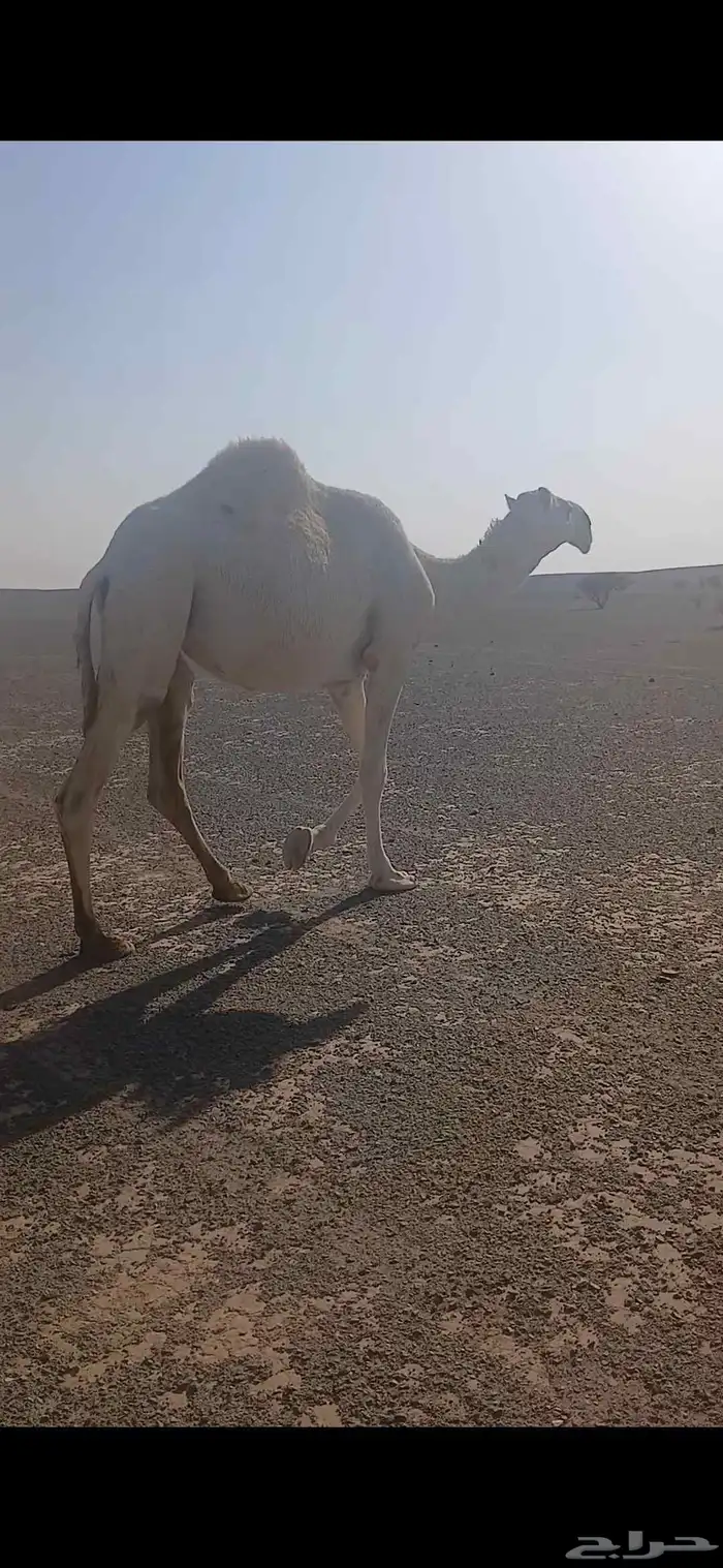 للبيع لقيه صاهوديه. وحواره حيسونيه 3