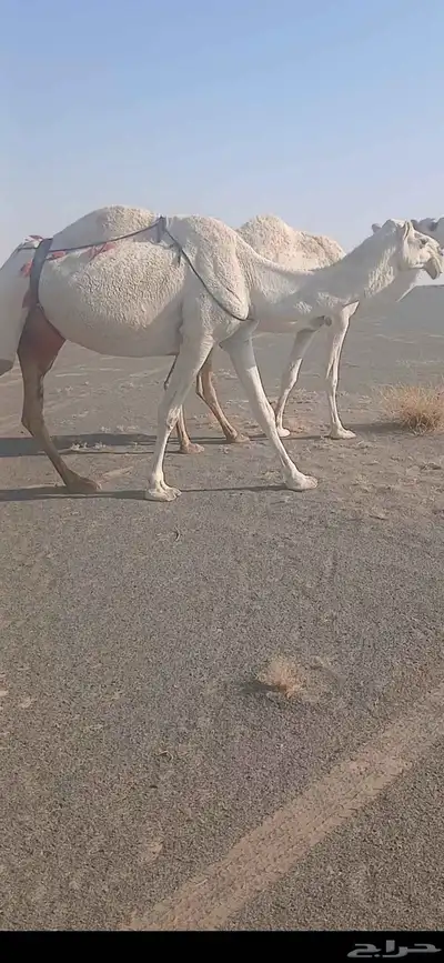 عشرا للبيع index