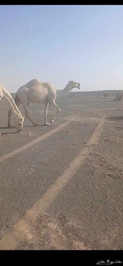 عشرا للبيع index