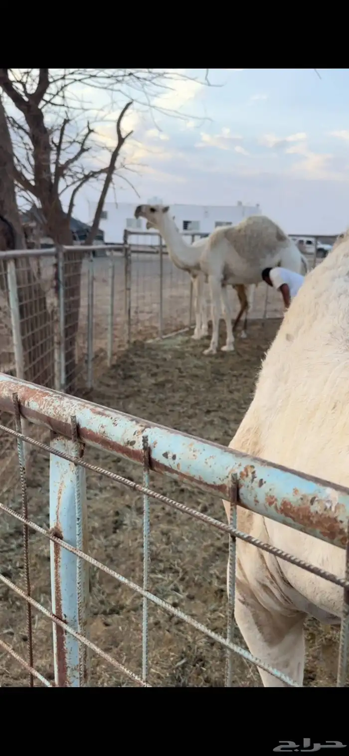 للبيع لقيه صاهوديه. وحواره حيسونيه 5