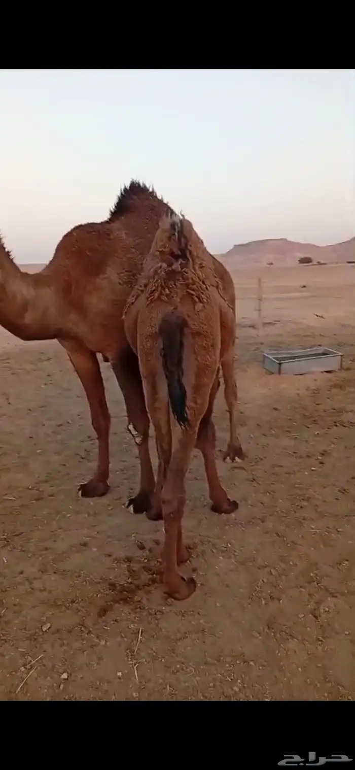 حاشي قصب قعود 1