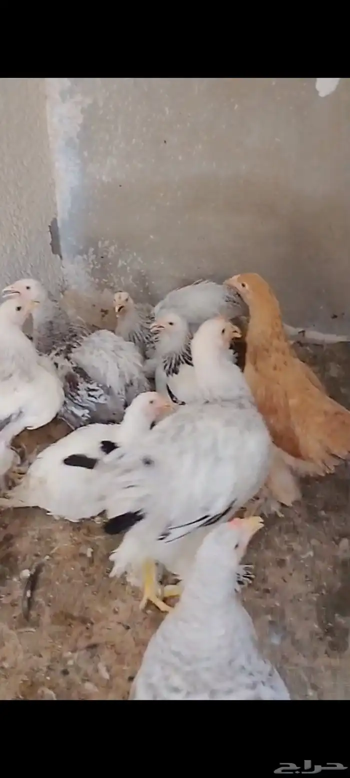 دجاج براهما للبيع 0