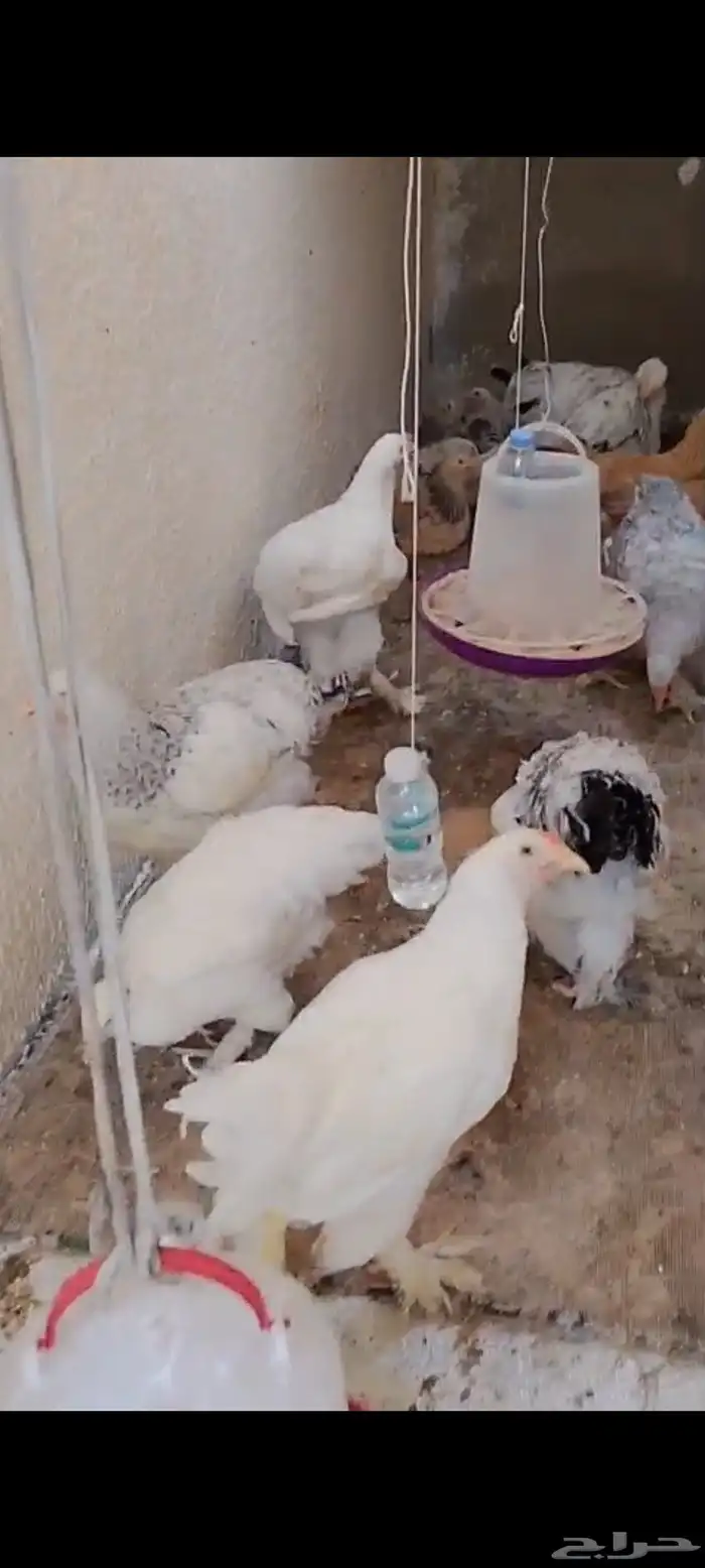 دجاج براهما للبيع 1