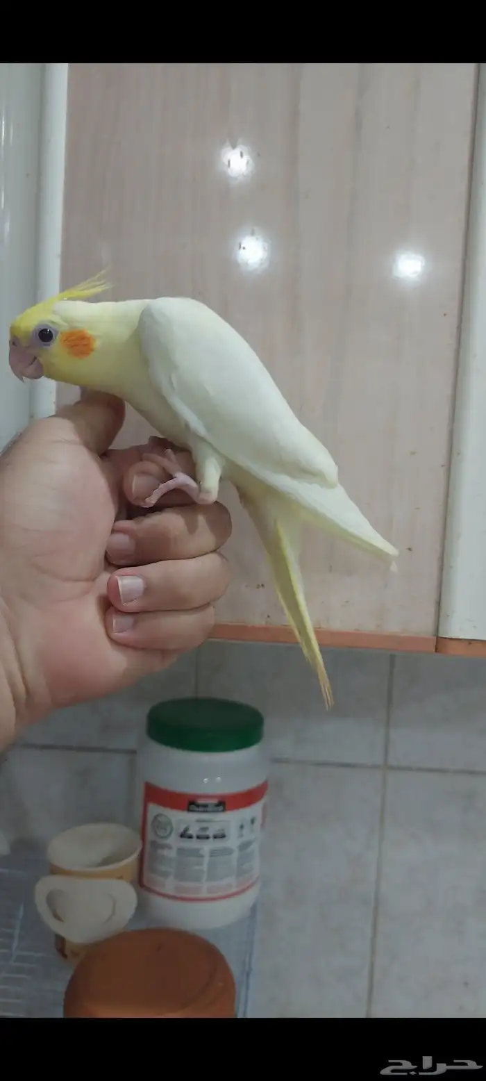 كروان لاتينو عيون حمر 2