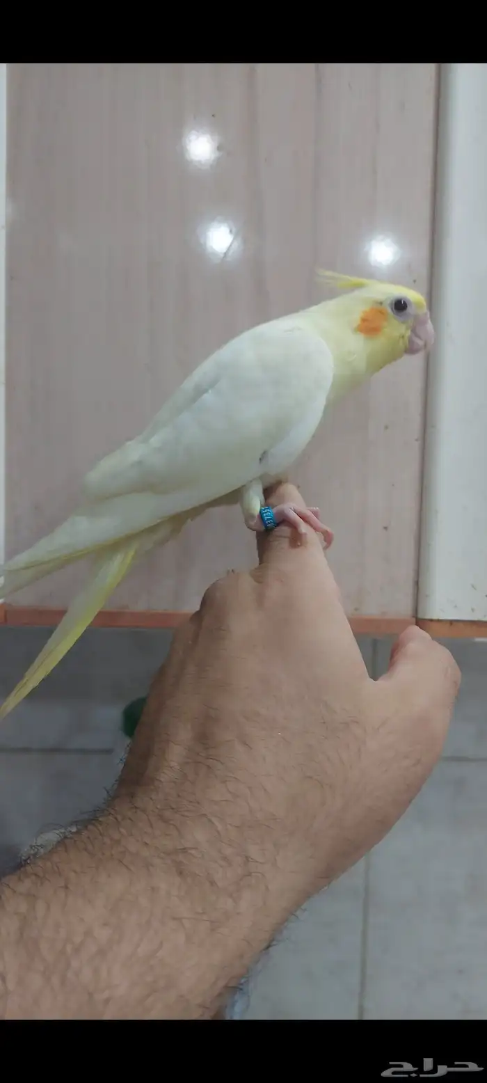 كروان لاتينو عيون حمر 0