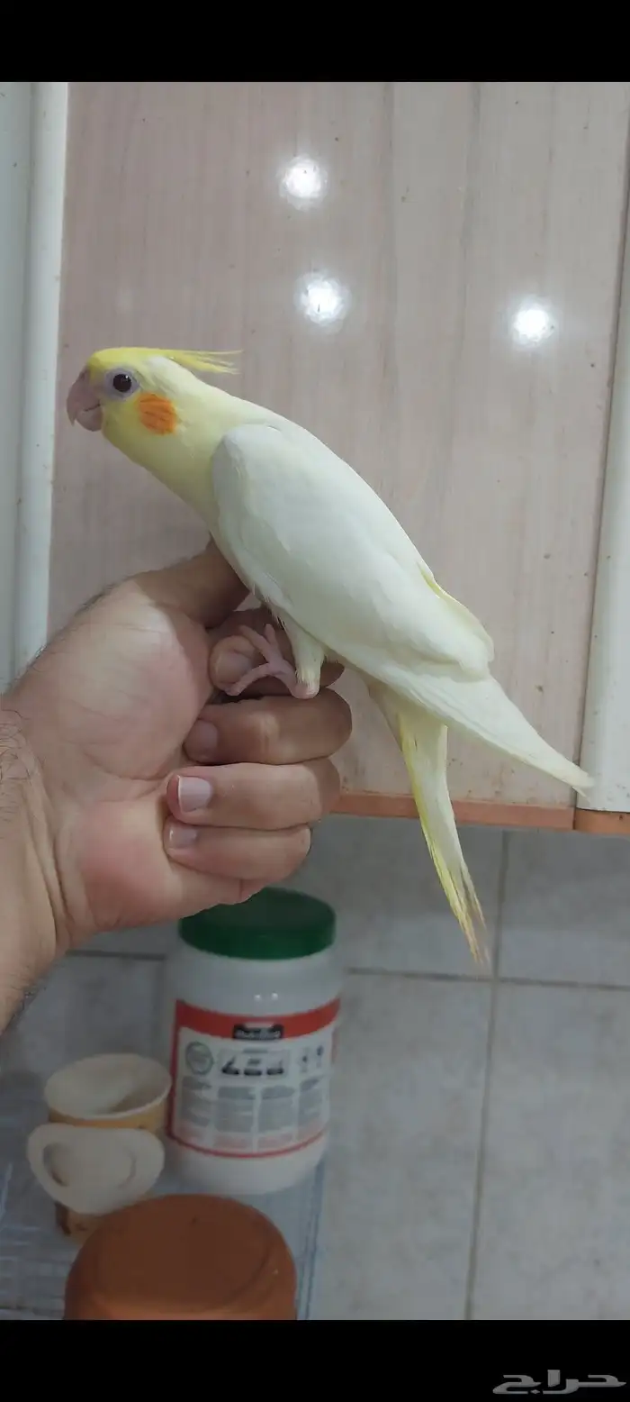 كروان لاتينو عيون حمر 1