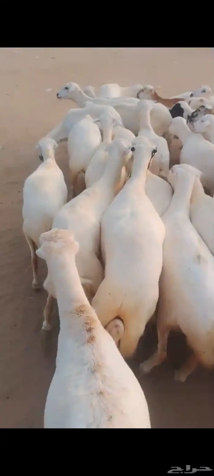 يوجد لدينا ضان رفيديات للبيع العدد 100راس دوافع مضاريع 0