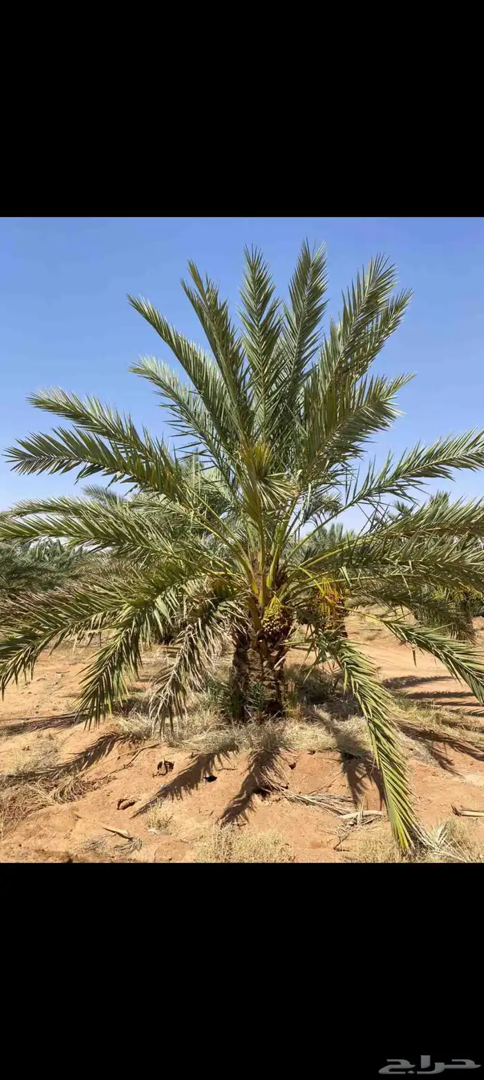 ابو ناجي لزراعه وتوريد أشجار النخيل والزيتون 1