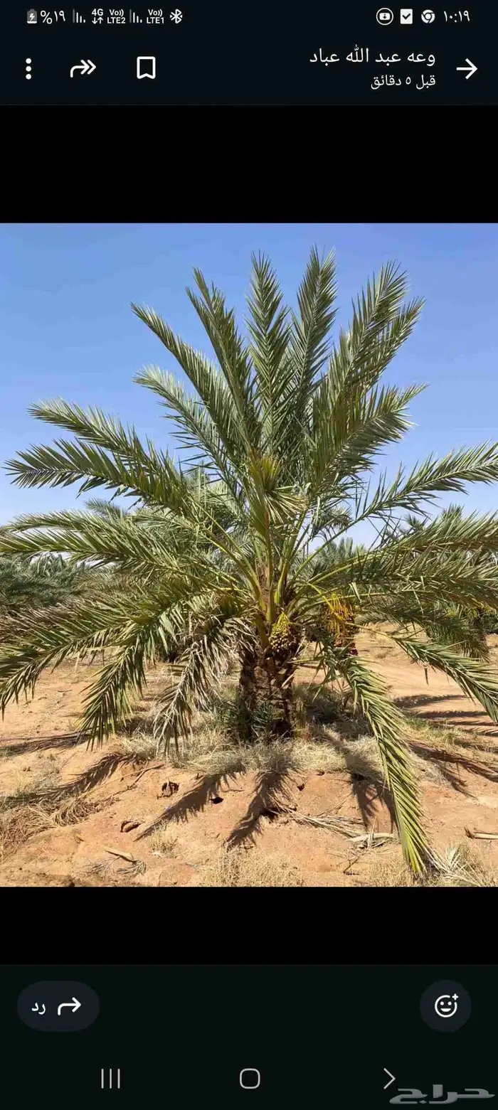 ابو ناجي لزراعه وتوريد أشجار النخيل والزيتون 0