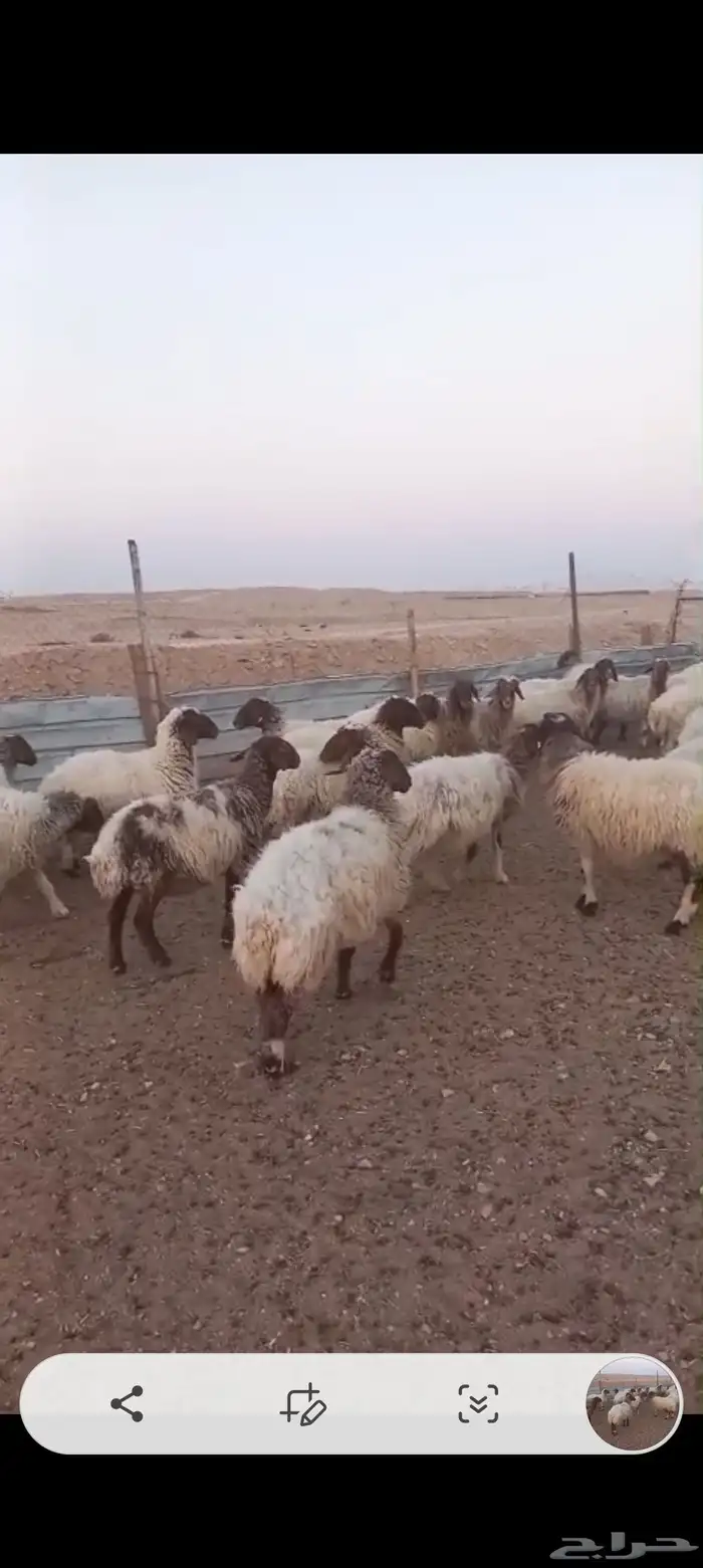 نعيم دفيع فحص سونار 0