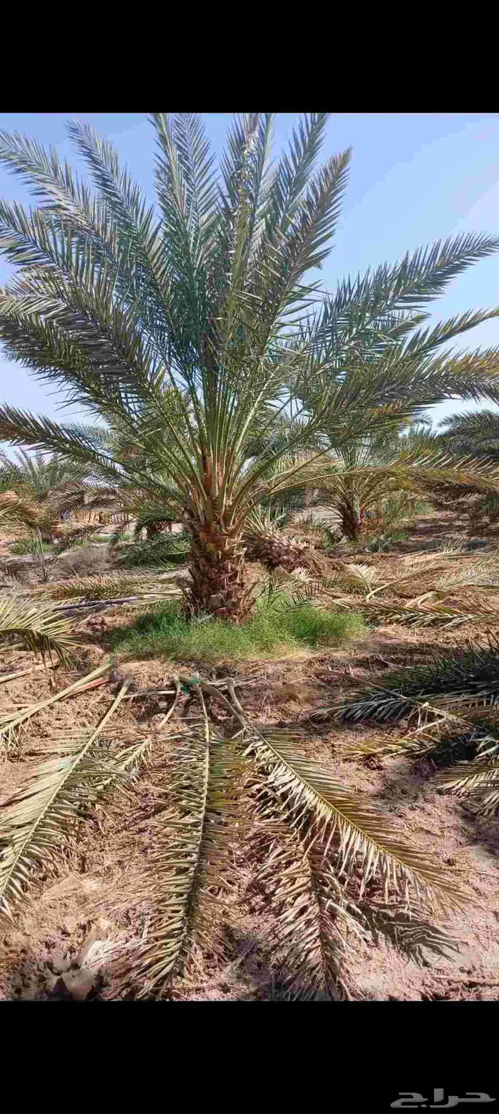 ابو ناجي لزراعه وتوريد أشجار النخيل والزيتون 2