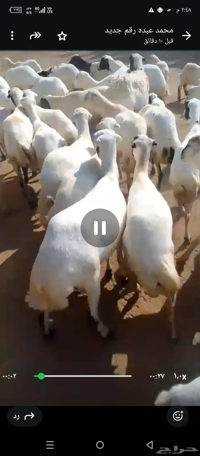 ضان رفيدي مرح واحد لعدد 63 وتبع 22 0