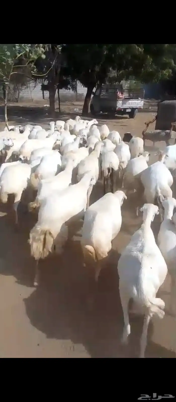 ضان رفيدي مرح واحد لعدد 63 وتبع 22 2