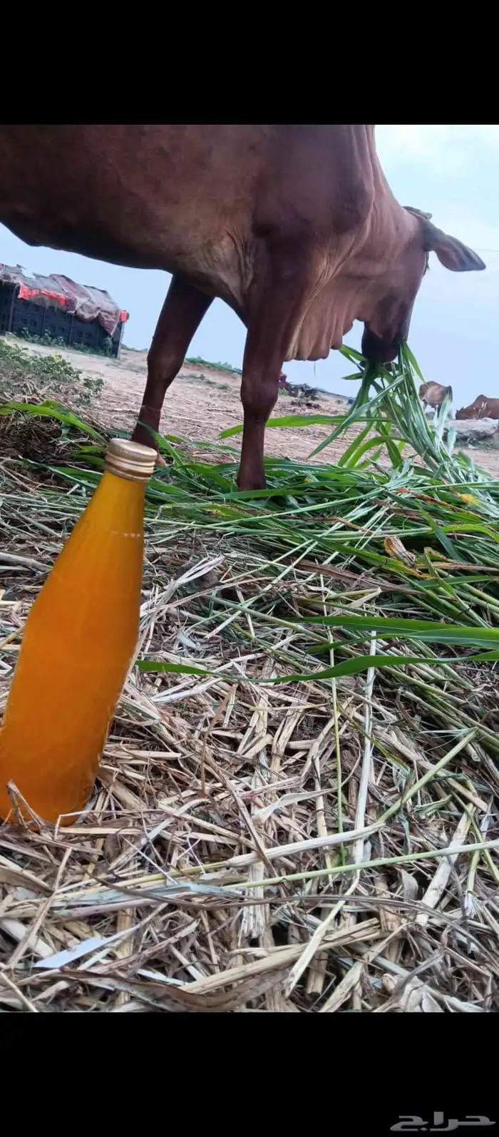 سمن مضمون بلدي 1