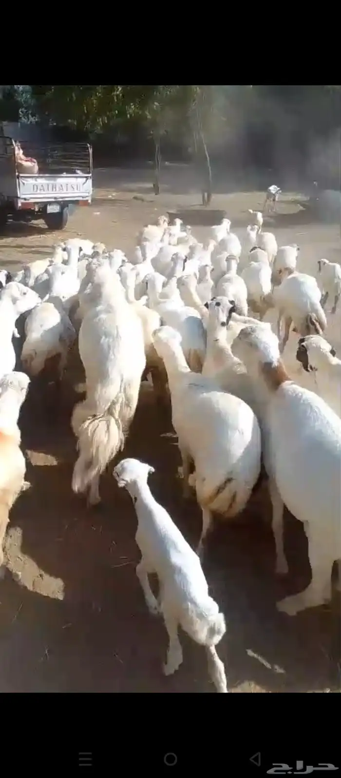 ضان رفيدي مرح واحد لعدد 63 وتبع 22 1