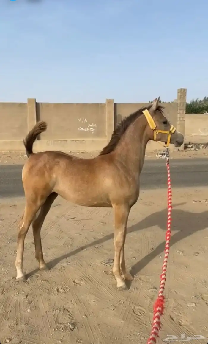 اسطبل الكيان للإيواء وخدمات الخيل 2