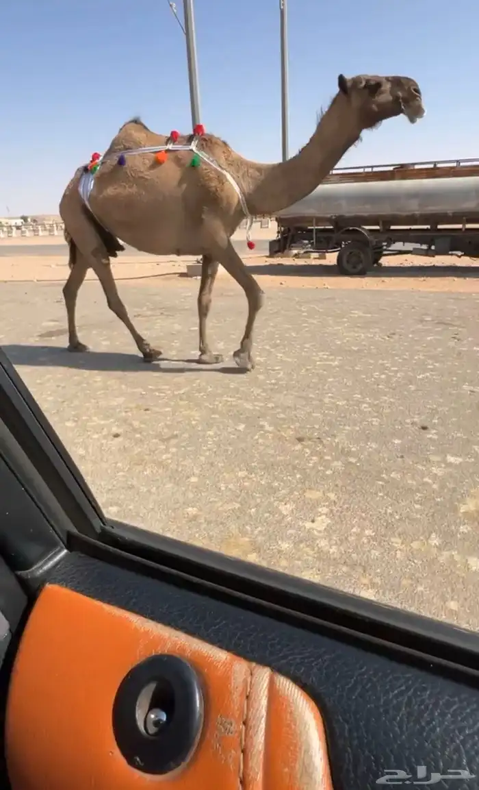 لقحه صفرا على بعير اوضح للبيع 0