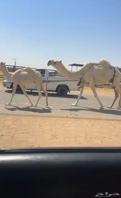 عشراء وضحى index