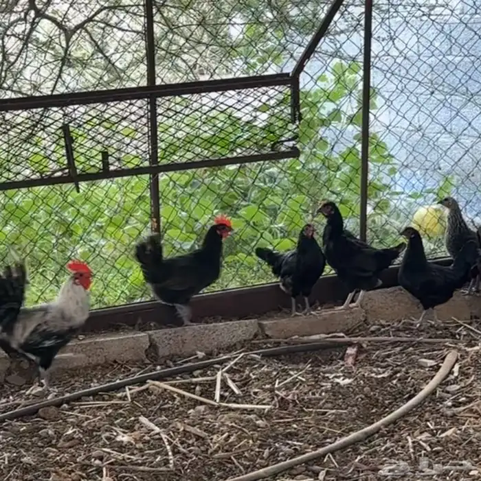 دجاج بياض للبيع 0