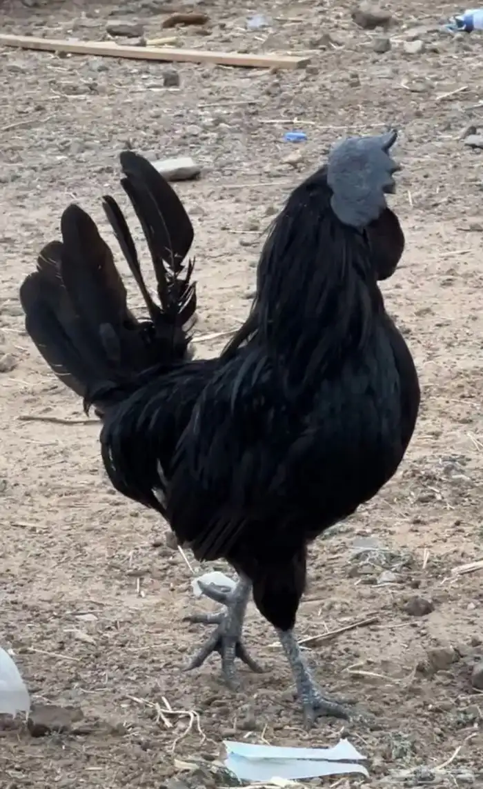 ديوك حاره اسود صك عدد 25 2