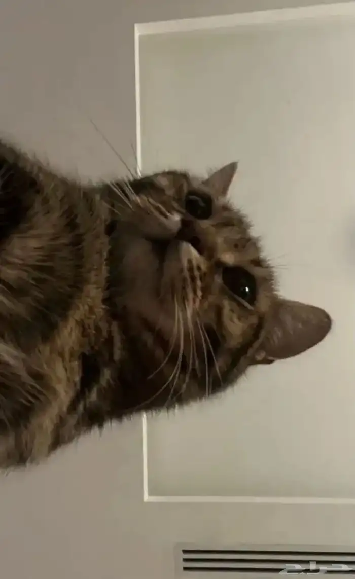 قط بنغالي للتبني 2