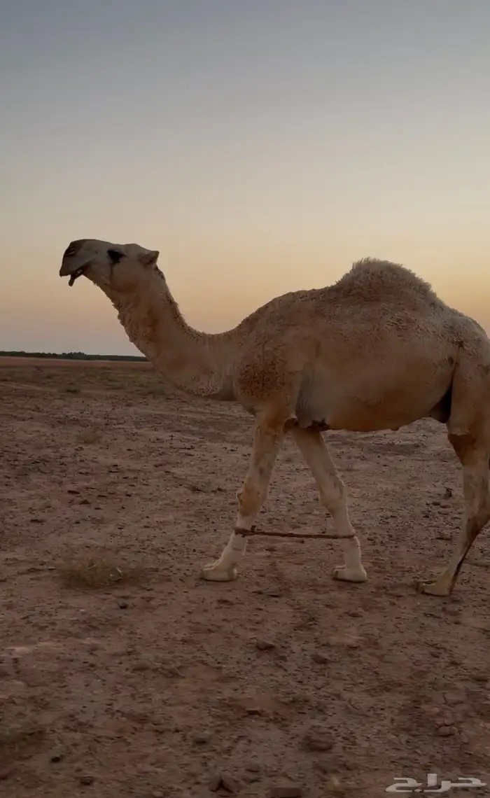 قعود فحل رباع 1