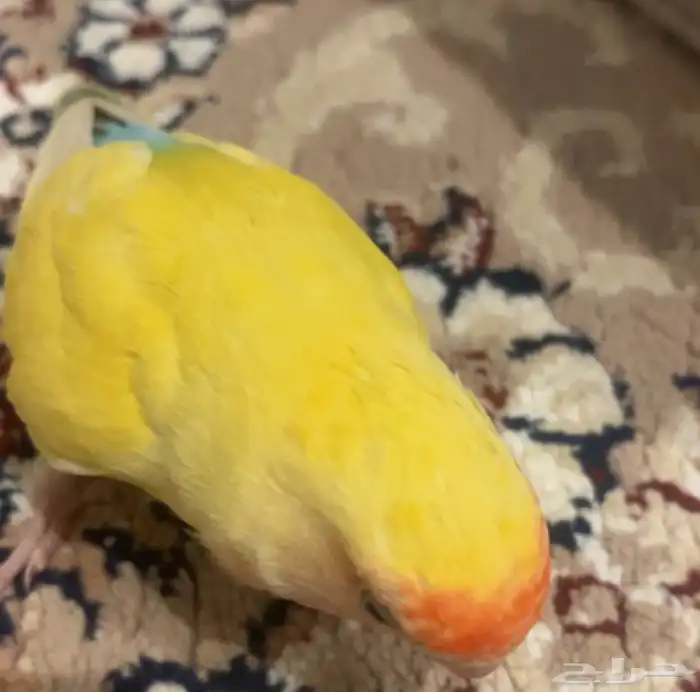 روز عمر تقريبا3 اشهر اليف تناديه يجيك مايعض الى اذا اذيته 0