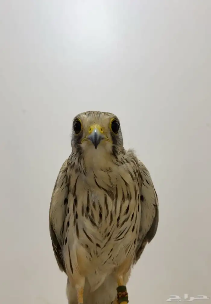 للبيع باشق الموقع النبك ابوقصر لايجي الصامل 0